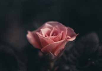 5 Shio Paling Kuat Hadapi Keterpurukan, Mampu Bangkit dari Titik Terendah