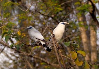 Taman Nasional Bali Barat, Curik Bali Burung Piaraan Para Bangsawan