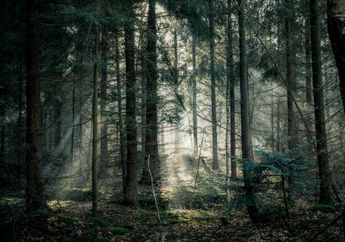 Pilu, Wanita Amerika Ditelantarkan Suami selama 40 Hari di Hutan India, Penampilannya Bak Mayat Hidup saat Ditemukan