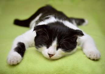 5 Arti Mimpi Kucing Mati, Berhati-hatilah Konon Pertanda Stres dan Rasa Tertekan, Begini Ulasannya!