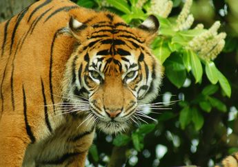 5 Arti Mimpi Diterkam Harimau, Simbol Ketakutan hingga Pertanda Ada Saingan, Simak Penjelasannya!