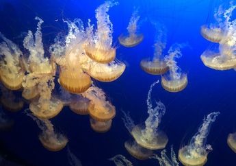 5 Arti Mimpi Berenang Bersama Ubur-ubur di Lautan, Ternyata Jadi Pertanda Simbol Keberanian? Simak Penjelasannya