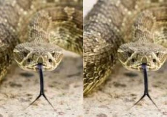 4 Arti Mimpi Ular Piton, Waspada Firasat Buruk dan Bahaya yang Akan Mengancam