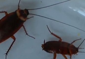 Waduh, Mengeluh Napasnya Bau Busuk Ternyata Ada Kecoa Tersangkut di Tenggorokan Pria Ini