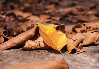 4 Arti Mimpi Daun Jatuh Tak Perlu Khawatir, Bukan Pertanda Buruk, Simak Penjelasannya