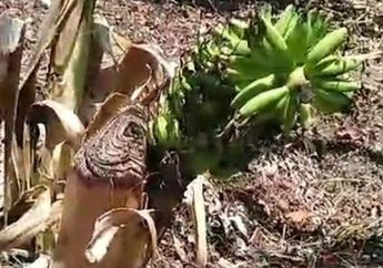 Geger Pohon Pisang di Demak Masih Bisa Berbuah Padahal Sudah Ditebang, Dinas Pertanian Angkat Bicara