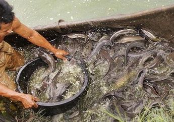 4 Arti Mimpi Berenang Bersama Ikan Lele, Perlu Diwaspadai atau Justru Disyukuri?