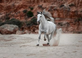 5 Arti Mimpi Dikejar Kuda, Simbol Ketakutan Atau Justru Pertanda Nasib Baik?