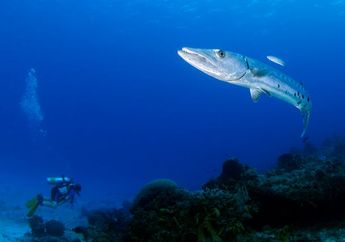 5 Arti Mimpi Makan Ikan Baraccuda, Bermakna Positif atau Justru Negatif dan Harus Kamu Waspadai?