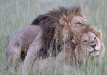 4 Arti Mimpi Digigit Singa Bukan Hal Baik, Pertanda Buruk dalam Hidup, Simak Penjelasannya