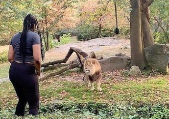 5 Arti Mimpi Masuk Kandang Singa Jangan Disepelekan, Pertanda Buruk dalam Hidup, Simak Penjelasannya