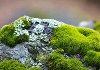 5 Tips Efektif Membersihkan Halaman Rumah dari Lumut, Cukup Gunakan Bahan-bahan Murah Meriah Ini!