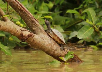 Populasi Tuntong Laut Pulih dalam Ancaman Perubahan Habitat di Muara Sungai Tamiang