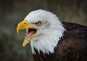 5 Arti Mimpi Menangkap Burung Elang, Tak Perlu Risau, Konon Bawa Pertanda Baik Ini, Berbahagialah!