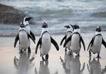 8 Arti Mimpi Lihat Penguin, Isyarat Dapat Pekerjaan Baru hingga Hindari Konflik