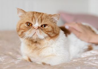 5 Shio Pecinta Kucing, Wajib Punya Satu Sebagai Hewan Peliharaan