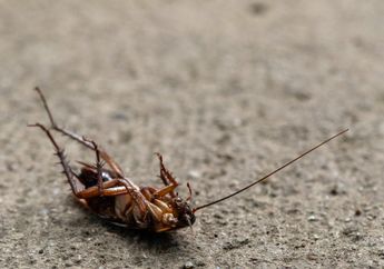 Mengeluh Sakit Perut, Ternyata Ada Kecoak Hidup di Usus Halus Seorang Pria India