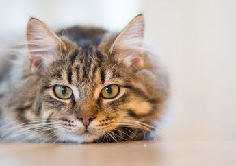 6 Tips Mencegah Kucing Masuk ke Dalam Rumah, Gunakan Bahan Dapur yang Tak Berbahaya Ini