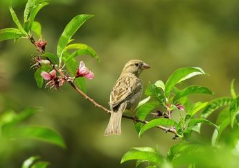 5 Arti Mimpi Memelihara Burung di Rumah, Ternyata Jadi Pertanda Bakal Menerima Kabar Baik Ini Simak Penjelasannya