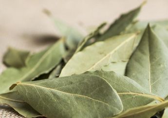 3 Golongan Orang yang Tak Boleh Konsumsi Daun Salam, Efeknya Bisa Berbahaya Bagi Tubuh, Siapa Saja?