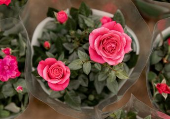 Manakah Jenis dan Warna Bunga Mawar Terbaik untuk Hari Valentine?