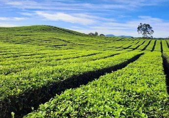 6 Arti Mimpi Pergi ke Kebun Teh Bukan Hal Buruk, Justru Pertanda Ketenangan sampai Ada Harapan dalam Hidup