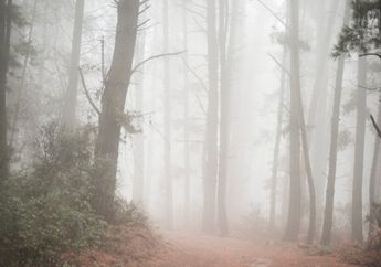3 Arti Mimpi Terjebak di Hutan Kabut, Konon Jadi Pertanda Pencarian Jati Diri?