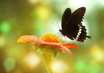 5 Arti Mimpi Lihat Kupu-kupu Hitam Ternyata Bawa Pesan Penting ini, Baiknya Jangan Disepelekan!