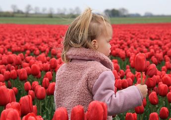 5 Arti Mimpi Memetik Bunga Tulip, Konon Jadi Lambang Positif, Dewi Fortuna Ada di Pihak Anda!