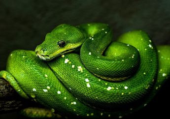 5 Arti Mimpi Melihat Ular Besar, Awas Tanda Peringatan Akan Bahaya dan Ancaman!