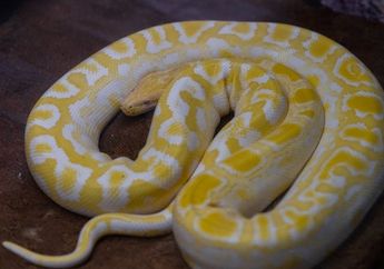 5 Arti Mimpi Bertemu Ular Raksasa, Ada Kekuatan atau Justru Ketakutan yang Tersembunyi?