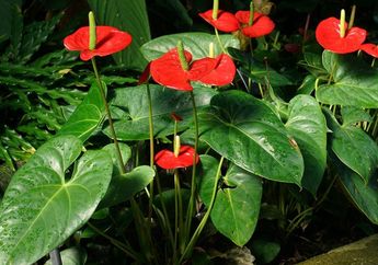 6 Tanaman Hias yang Disebut Bawa Keberuntungan, Cocok Dijadikan Dekorasi Imlek di Rumah