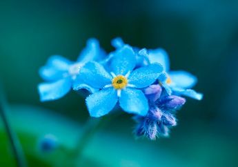 5 Bunga yang Pantang Diberikan Saat Hari Valentine, Artinya Jauh dari Kata Romantis