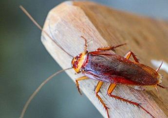 5 Cara Mengusir Kecoa dari Kamar Mandi, Cuma Pakai Bahan-bahan Dapur Ini loh!