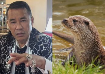 Digigit Berang-berang Saat Berenang, Hotman Paris Berobat ke Singapura Pakai Private Jet