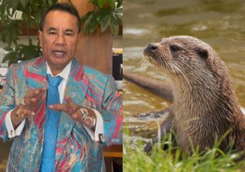 Kronologi Hotman Paris Digigit Berang-Berang Peliharaan hingga Kesehatan Drop, Kini Dirujuk ke Singapura