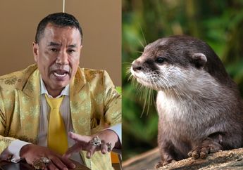 Belajar dari Hotman Paris, Ini Pertolongan Pertama jika Digigit Berang-Berang, Cegah Rabies dan Tetanus