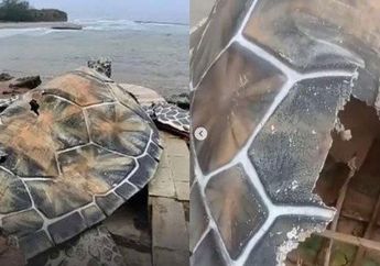 Geger Patung Penyu 'Kardus' Rp 15 M di Sukabumi Rusak, Rekanan Proyek Beri Klarifikasi