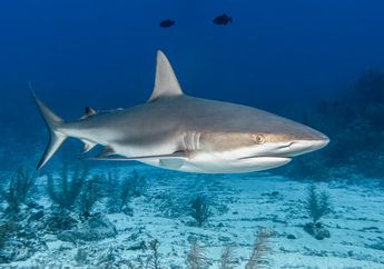 4 Arti Mimpi Melihat Hiu, Hati-hati Ada Bahaya yang Mengintai dalam Kehidupan!