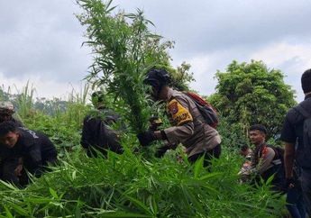 Ladang Ganja di Bromo Milik Siapa? Menhut Bantah Stafnya Ikut Terlibat: Kami Paling Menanam Singkong