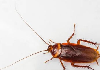 15 Arti Mimpi Kecoa, Hati-hati Ada Orang yang Ingin Ikut Campur di Kehidupanmu!