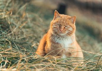 5 Arti Mimpi Bertemu Kucing Gendut Oranye, Pertanda Keberuntungan atau Justru Kemalasan?