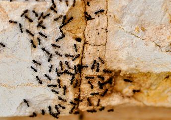 5 Cara Ampuh Mengusir Semut dari Rumah, Cuma Modal Bahan Alami Ini!