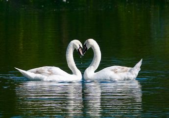 6 Arti Mimpi Melihat Angsa, Isyaratkan Pesan Penting Soal Pasangan dan Hubungan