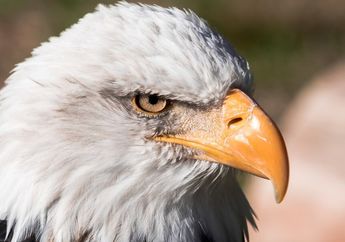 Punya Banyak Panggilan &lsquo;Halus&rsquo;, Inilah Alasan Debt Collector Disebut Mata Elang