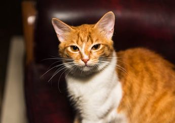 5 Arti Mimpi Bertemu Kucing Oren, Siap-siap Keberuntungan Bakal Masuk ke Hidupmu!