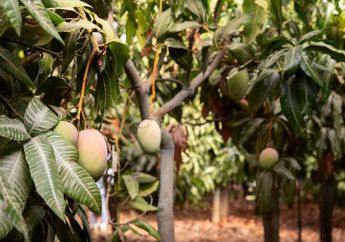 5 Arti Mimpi Pohon Mangga Kesayangan Ditebang: Pertanda Kehilangan atau Awal yang Baru?