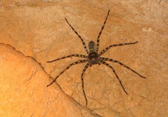 Giant Huntsman, Laba-Laba Besar yang Kakinya Mencapai 30 Sentimeter