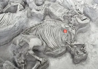 Fosil Teleoceras Ungkap Perilaku Sosial Badak Purba di Nebraska