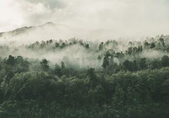 Arti Mimpi Berada di Tengah Hutan, Bentuk Kecemasan Berlebihan?